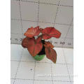 good quality caladium jiaoyang